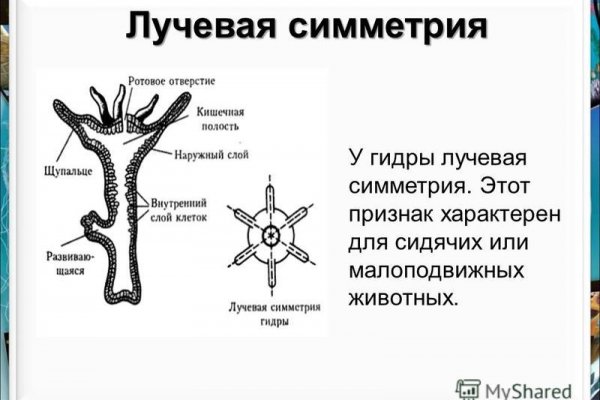Кракен мп