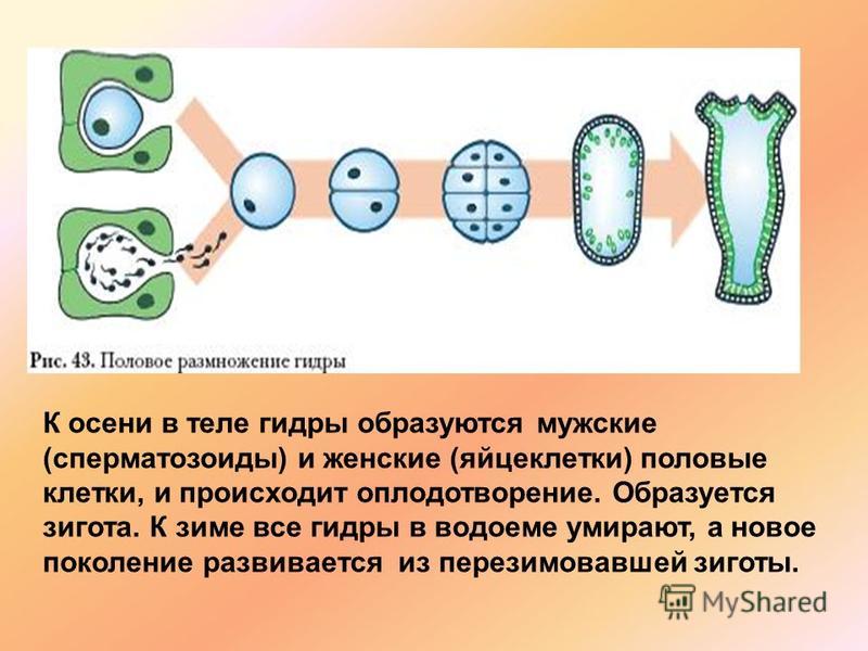 Оригинальная ссылка кракен браузера